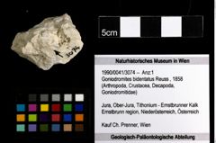 Foto (Objekt + Etiketten) von Goniodromites bidentatus (Reuss, 1858) 